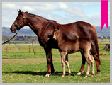 Thoroughbred horse breeding and sales