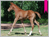 Thoroughbred horse breeding and sales